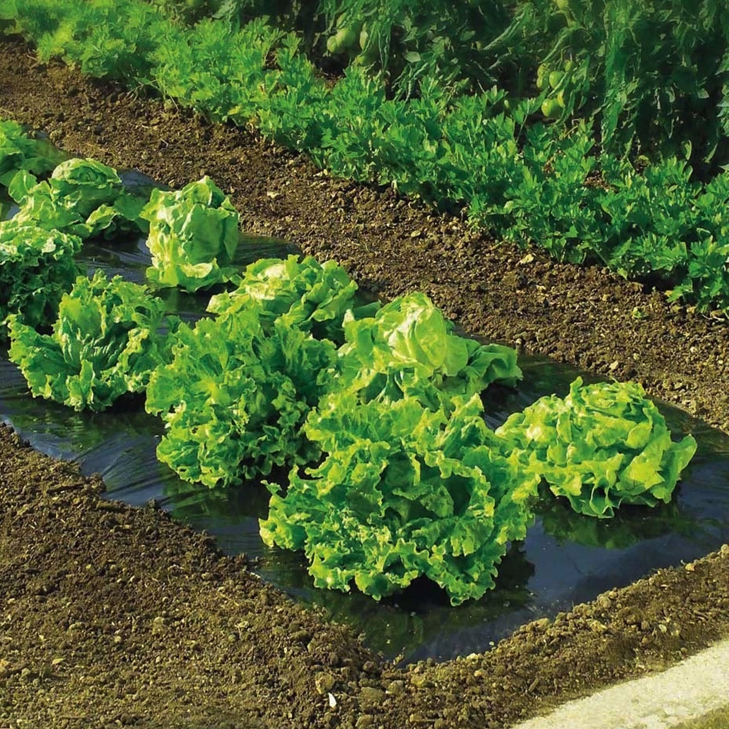 Garden Weed Control Black Plastic Polythene Sheeting Damp Proof Membrane